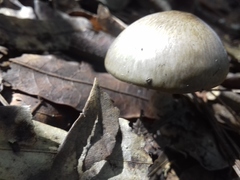 Amanita arocheae