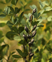 Baptisia australis