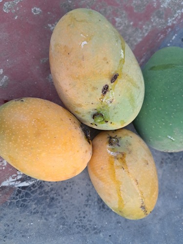 Indian mango