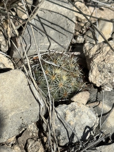 Pelecyphora emskoetteriana