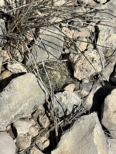 Pelecyphora emskoetteriana