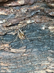 Ceuthophilus maculatus