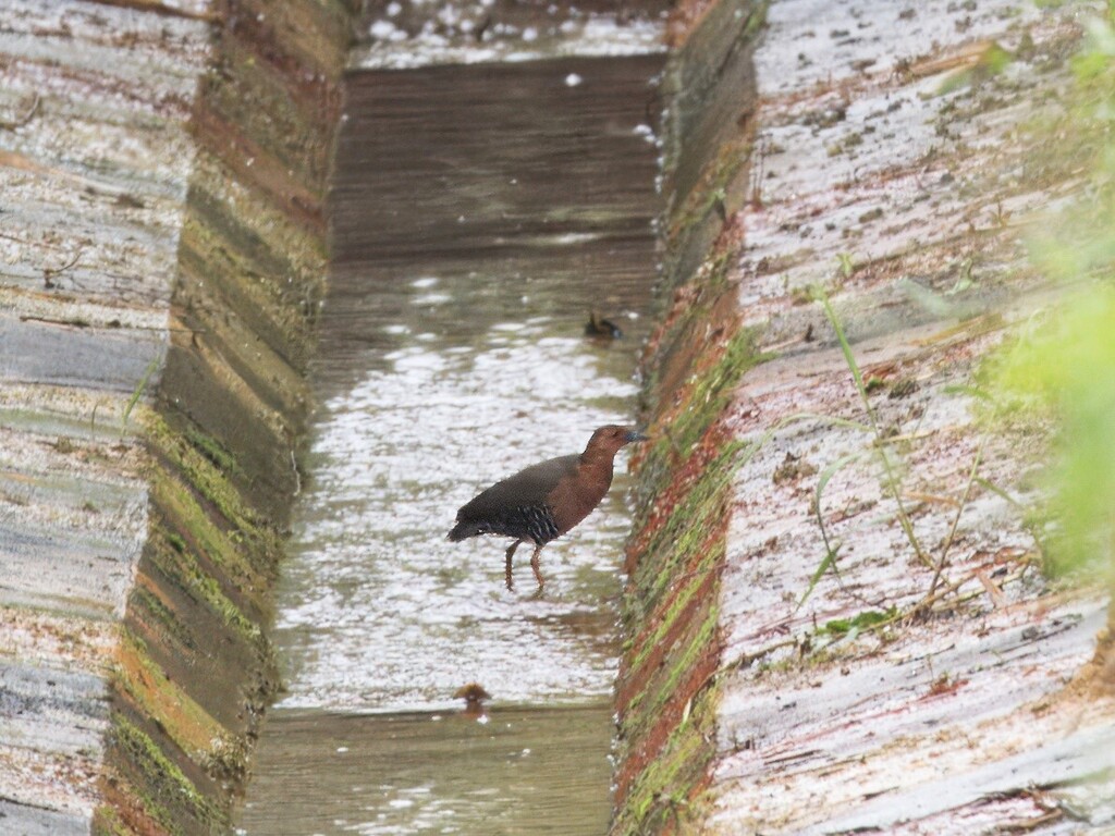 Band-bellied Crake in February 2024 by evilynlee · iNaturalist