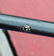 Eriopis punicola