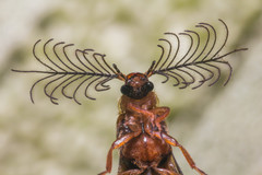 Phengodes plumosa