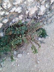 Hyoscyamus
