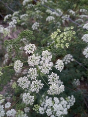 Conium maculatum