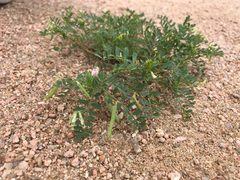 Astragalus leptocarpus