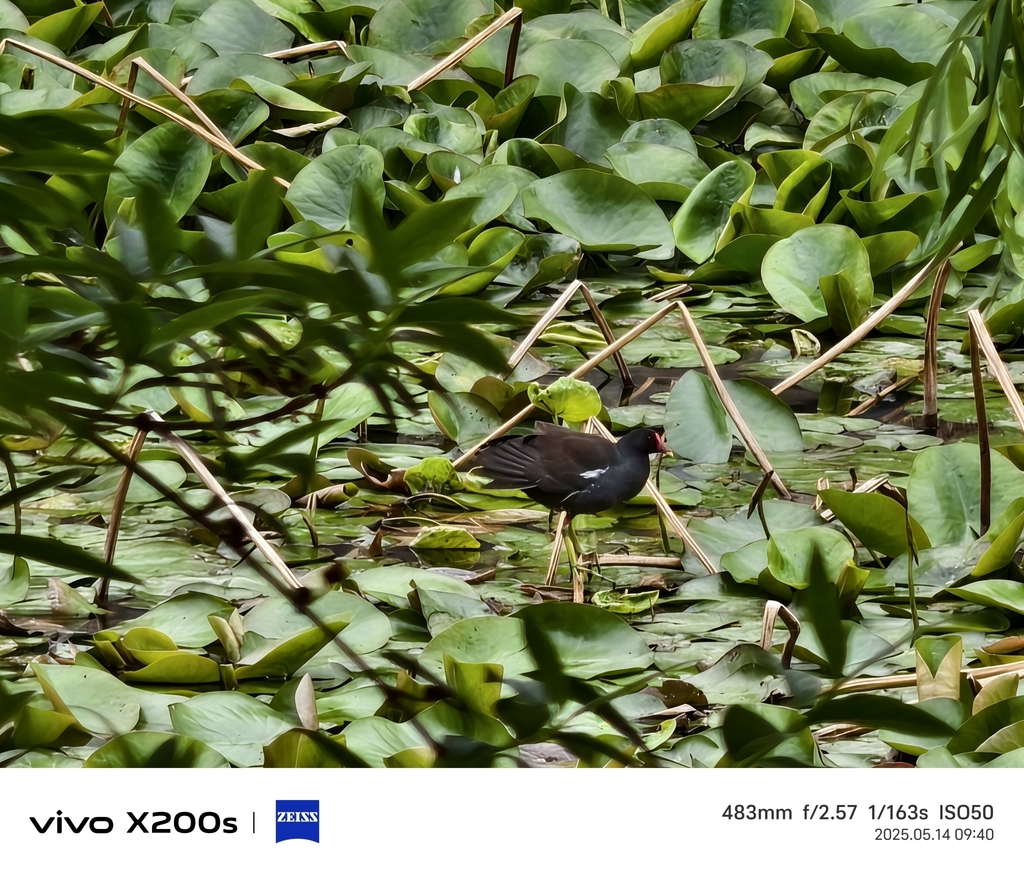 Common Moorhen from Weihai, CN-SD, CN on May 14, 2025 at 09:40 AM by 苟 ...