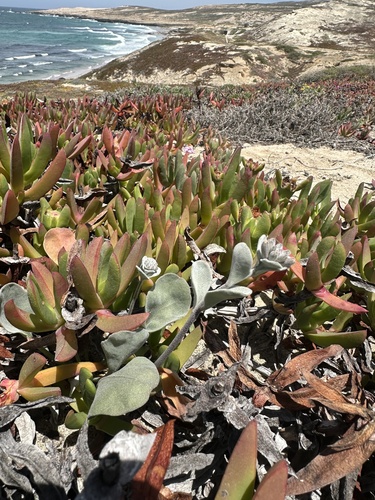beach spectaclepod (Dithyrea maritima)