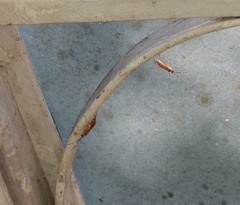 Pachysomoides fulvus