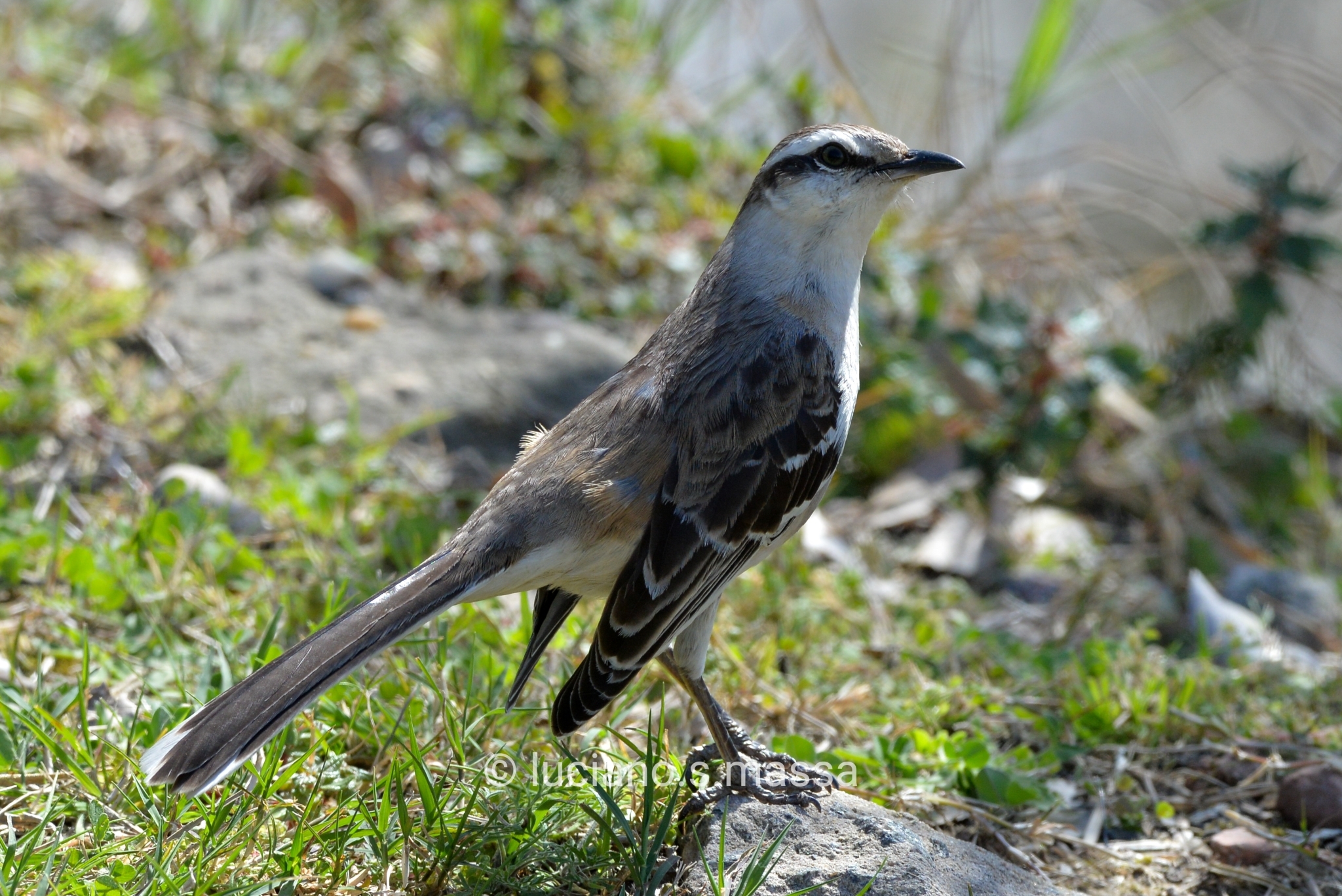 Chalk-browed Mockingbird (Mimus saturninus)