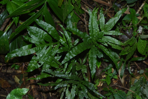 Leptochilus flexilobus
