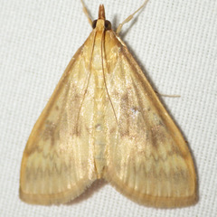 Ostrinia nubilalis