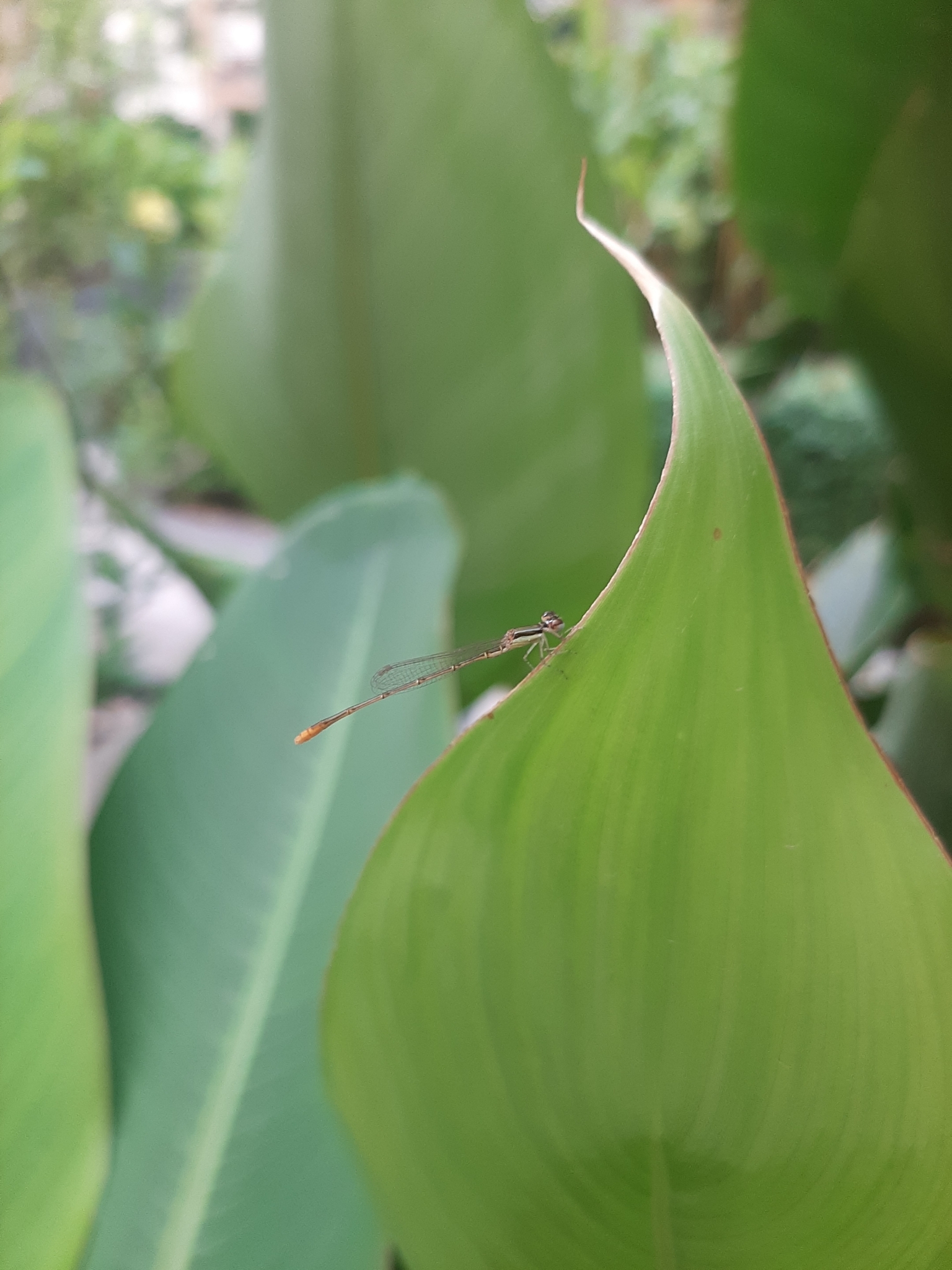 Pygmy Dartlet