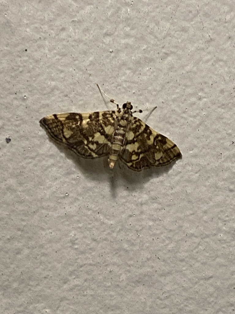 Checkered Apogeshna Moth from Old Woodlands Rd, Columbia, SC, US on May ...
