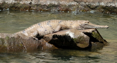 Crocodylus johnstoni