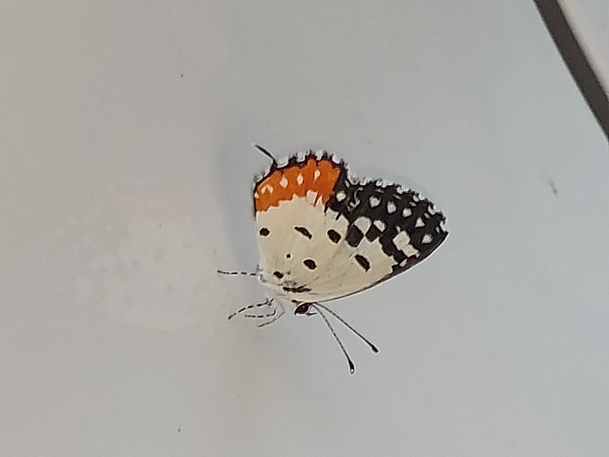 Red Pierrot