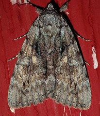 Catocala habilis