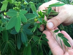 Senna corymbosa