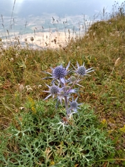 Eryngium bourgatii