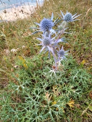 Eryngium bourgatii