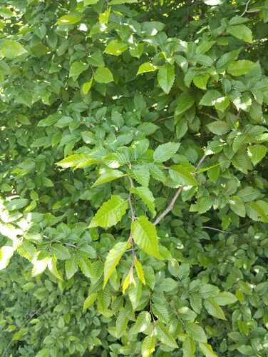 Eastern Hornbeam