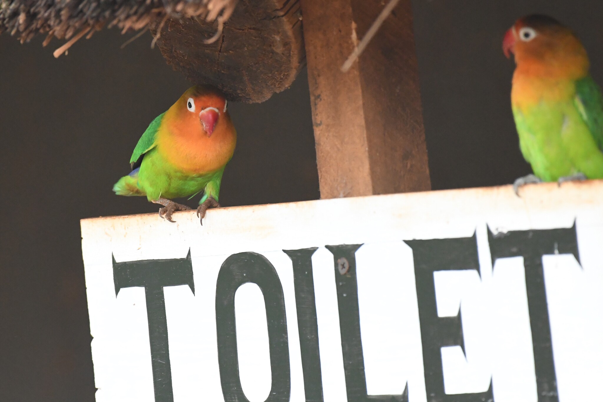 Fischer's Lovebird illustration