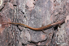 Eurycea multiplicata