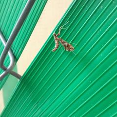 Lineodes