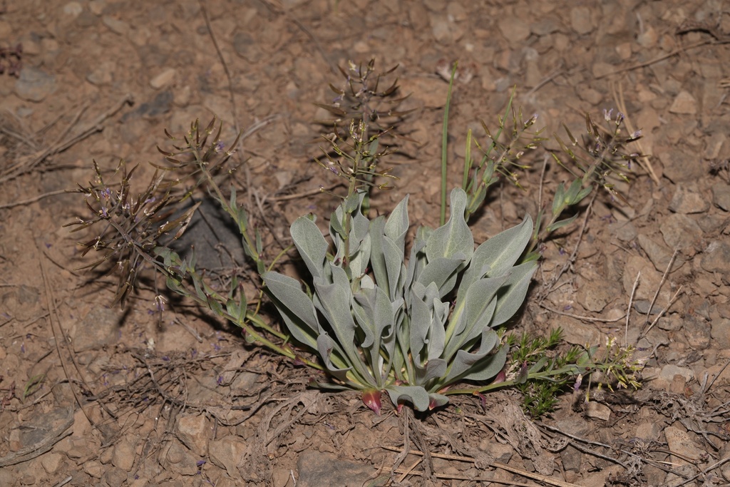 daggerpod in May 2025 by Michael Stein · iNaturalist