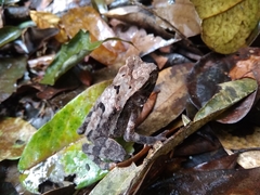 Ingerophrynus celebensis