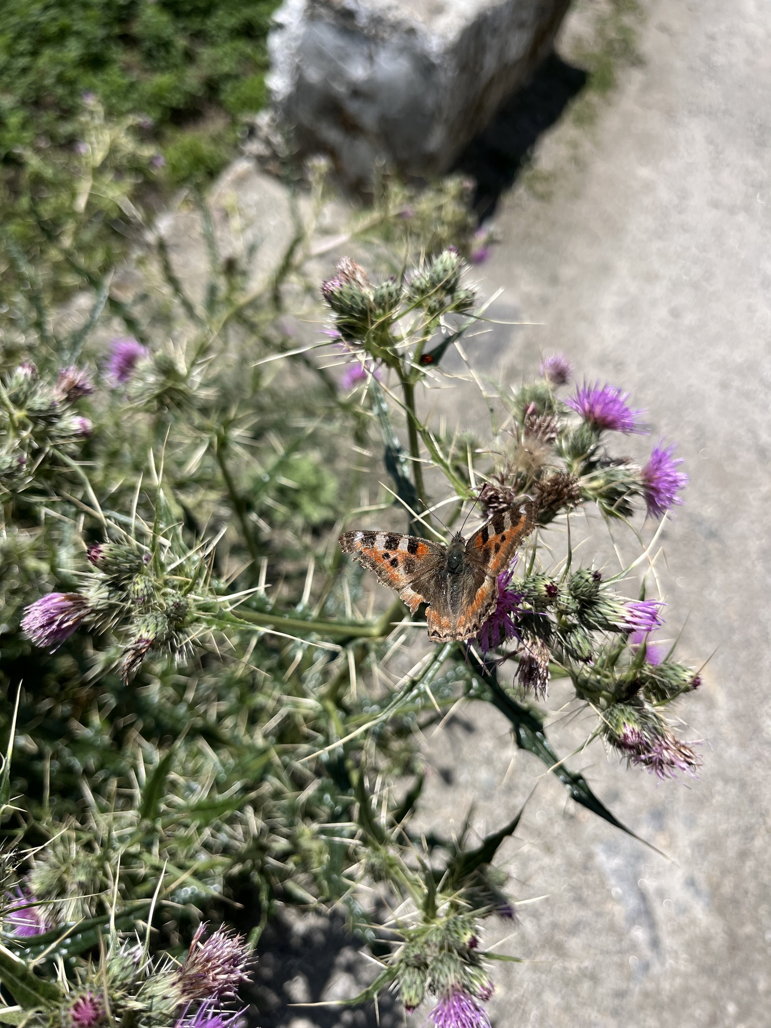 Indian Tortoiseshell