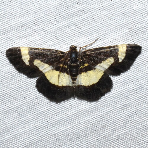 Rare Spring Moth photo 3