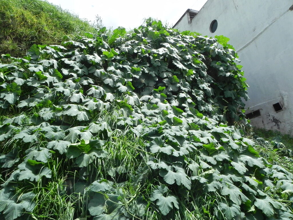 Cucurbita pepo