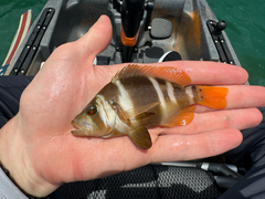 Florida Barred Hamlet photo 5