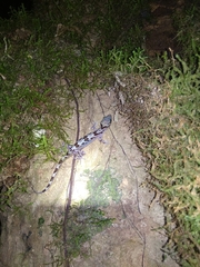 Cyrtodactylus jellesmae