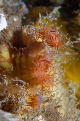 Coryphellina poenicia