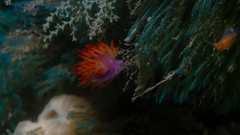 Flabellina