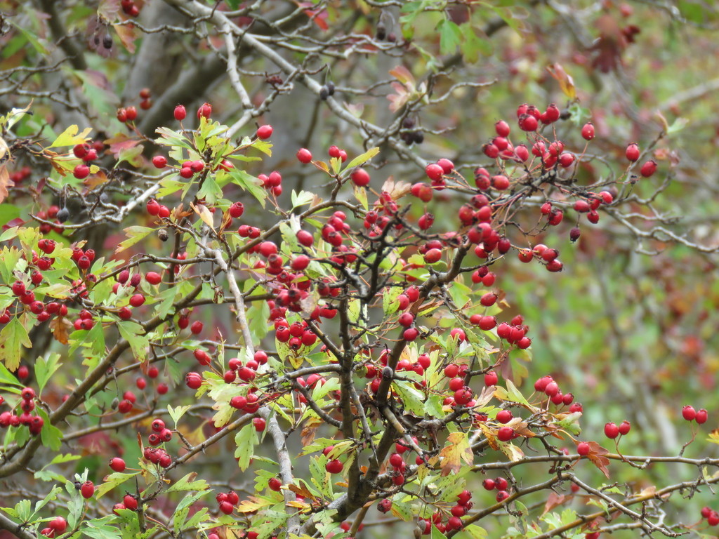 Crataegus monogyna