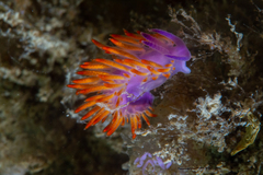 Flabellina