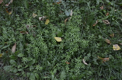 Galium spurium