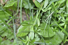 Galium spurium