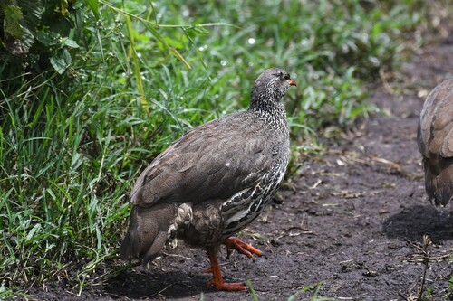 Hildebrandt's Spurfowl (Pternistis hildebrandti), photo 4