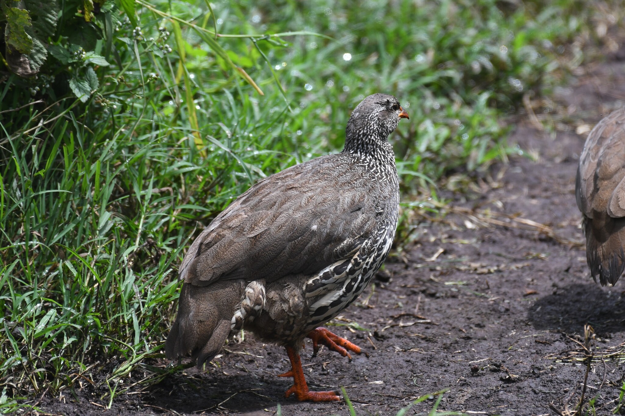 Hildebrandt's Spurfowl (Pternistis hildebrandti), photo 7