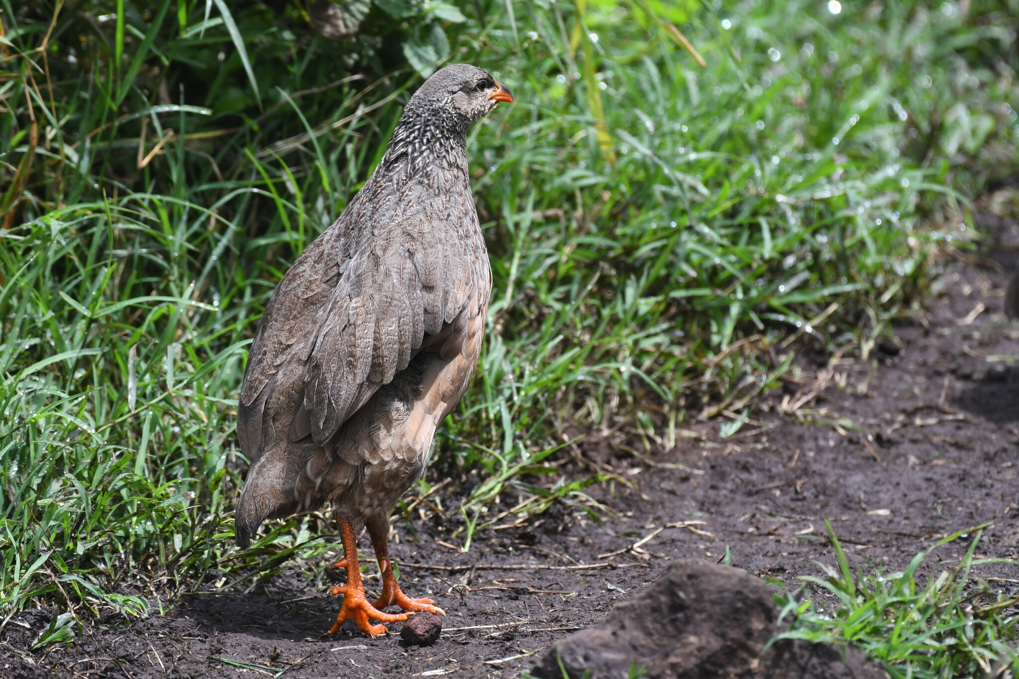 Hildebrandt's Spurfowl (Pternistis hildebrandti), photo 8