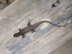 Sphenomorphus tropidonotus