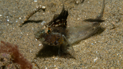 Nesogobius pulchellus