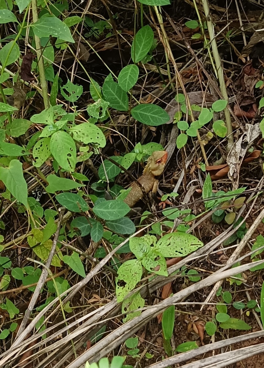 Oriental Garden Lizard