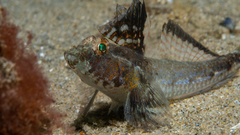 Nesogobius pulchellus